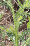 Nodding plumeless thistle